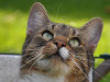 Katzen