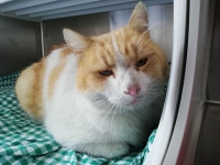 thumb_Fundkatze_27.02.20202 thumb_Fundkatze_27.02.20202