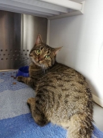 thumb_Fundkater_13.03.2020 thumb_Fundkater_13.03.2020
