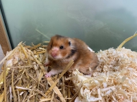 thumb_Hamster thumb_Hamster
