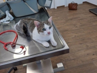 thumb_Fundkatze_28.07.2020_1 thumb_Fundkatze_28.07.2020_1