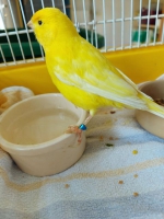 thumb_Fundvogel_12.09.2020 thumb_Fundvogel_12.09.2020
