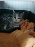 thumb_Katze989 thumb_Katze989