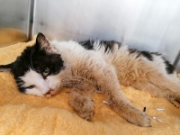 thumb_Katze87 thumb_Katze87