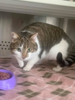 thumb_Fundkatze_07.01.2020_1 thumb_Fundkatze_07.01.2020_1