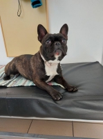 thumb_Fundhund_02.03.2021 thumb_Fundhund_02.03.2021