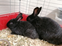 thumb_Kaninchen3543 thumb_Kaninchen3543