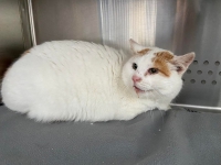 thumb_Fundkatze_07.01.2022_2 thumb_Fundkatze_07.01.2022_2