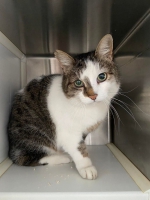 thumb_Fundkatze_07.01.2022-1 thumb_Fundkatze_07.01.2022-1