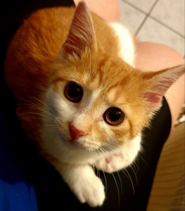 ginger ginger