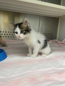 Fundkatze_3.8.2023 Fundkatze_3.8.2023