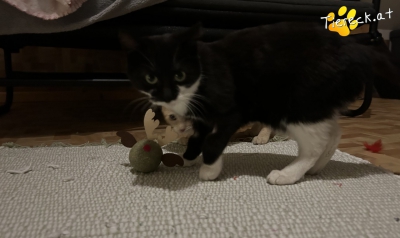 coco coco