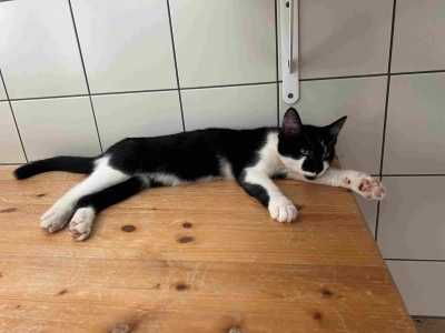 Fundkatze_13.08.2024_3 Fundkatze_13.08.2024_3