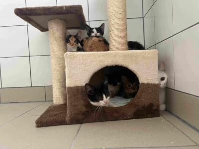 Fundkatzen_14.08.2024_1 Fundkatzen_14.08.2024_1