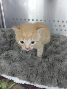 Fundkatze_28.08. Fundkatze_28.08.