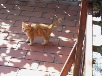 katze2 katze2