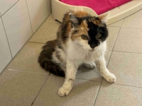 thumb_Fundkatze_16.05.2025 thumb_Fundkatze_16.05.2025