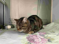 thumb_Fundkatze_17.05.2025