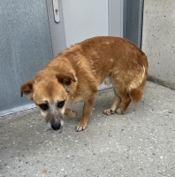 thumb_Fundhund240525