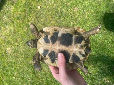 Fundschildkröte Fundschildkröte