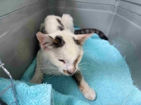 thumb_Fundkater_20.06.2025 thumb_Fundkater_20.06.2025