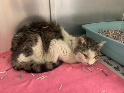 541677720_32007833352148872_1399700784107688802_n 541677720_32007833352148872_1399700784107688802_n