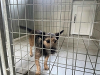 thumb_Fundhund thumb_Fundhund