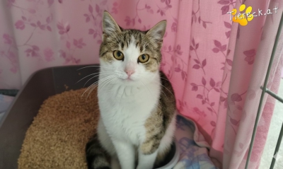 4033-1761132020-39719700