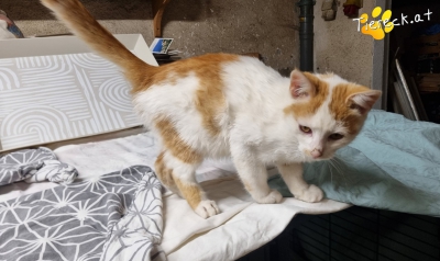 4032-1760896699-21883200