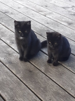 thumb_574571891_1280756790758302_5919755047648471291_n