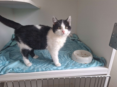 Fundkitten06.12 Fundkitten06.12