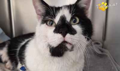 4126-1769876356-65147500