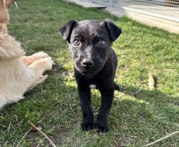 thumb_Frankie thumb_Frankie