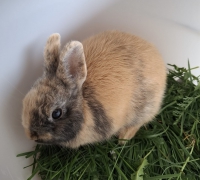 thumb_Freya thumb_Freya