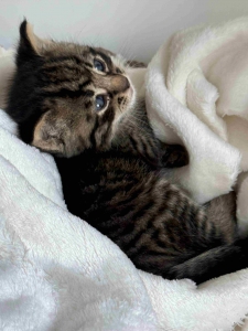 FundKitten_21.04.2026