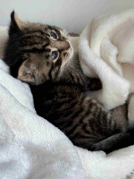 thumb_FundKitten_21.04.2026