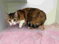 thumb_Fundkatze_24.04.2026