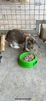 thumb_FUNDKANINCHEN thumb_FUNDKANINCHEN