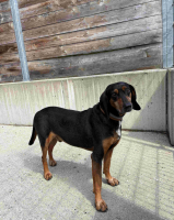 thumb_Fundhund_09.06.2026 thumb_Fundhund_09.06.2026