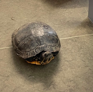 Schildkröte