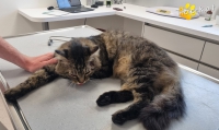 thumb_4298-1784884491-06476800